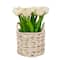 10" Tulip Bouquet in White Basket